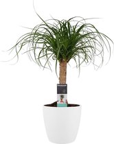 Kamerplant van Botanicly – Olifantenpoot incl. sierpot wit als set – Hoogte: 55 cm – Beaucarnea