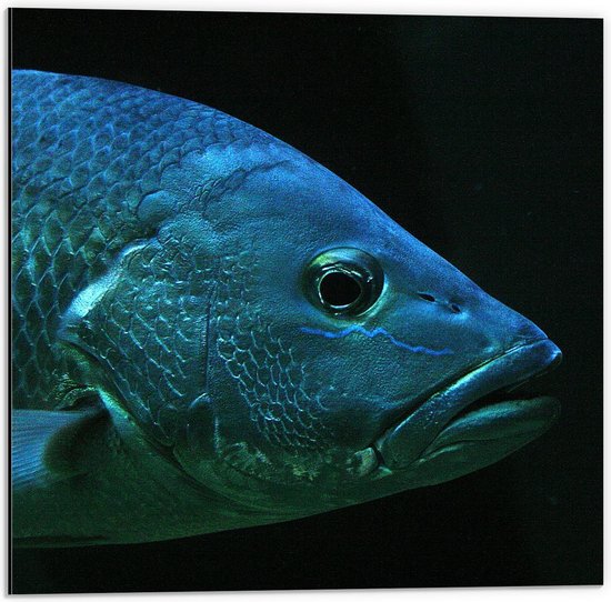 Dibond - Blauwe Vis met Open mond - 50x50cm Foto op Aluminium (Met Ophangsysteem)