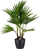 Livistona rotundifolia 3pp met Elho brussels living black