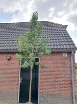 Amberboom - Liquidambar styraciflua | Omtrek: 14-18 cm | Hoogte: 350 cm