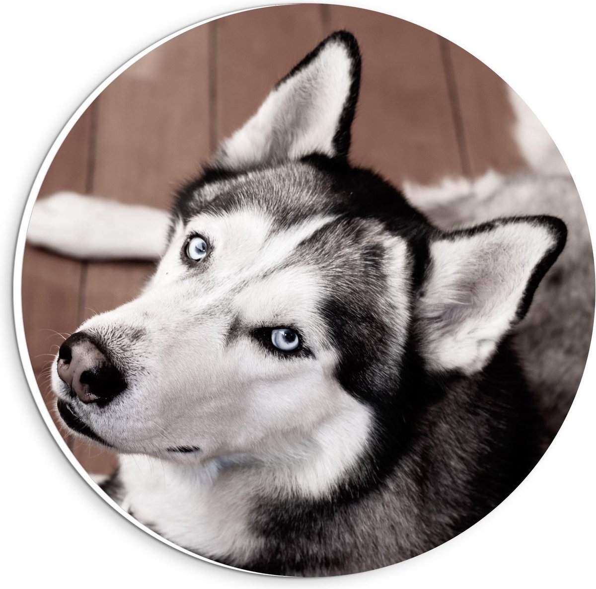 KuijsFotoprint - Schilderij - Husky Houten Vloer - Zwart, Wit En Bruin - 20 X 20 Cm