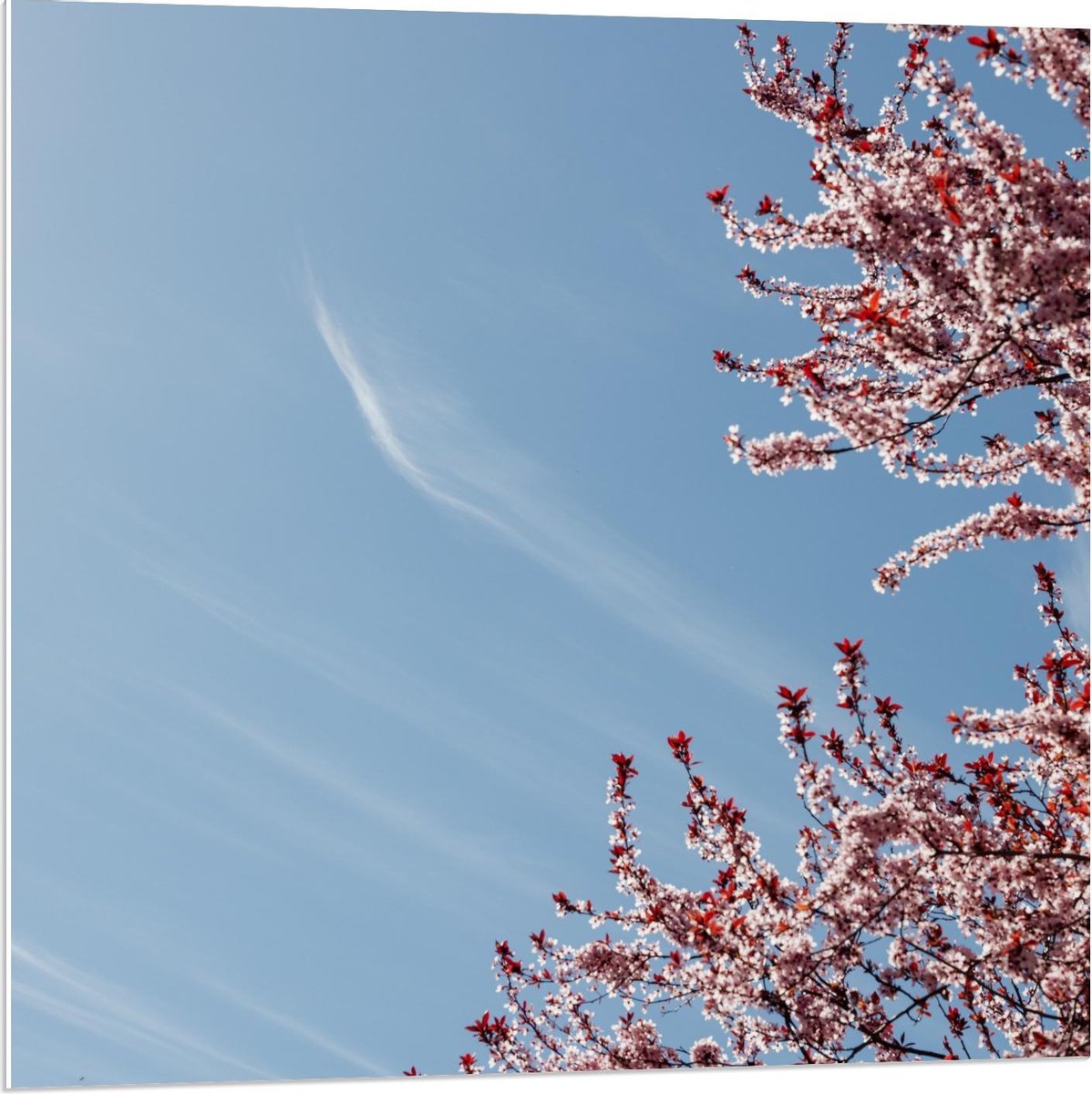 Forex - Bloesemboom bij Blauwe Lucht - 80x80cm Foto op Forex