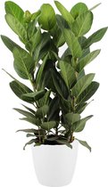 Ficus Audrey in ELHO sierpot (wit) (Ficus Audrey)