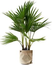 Kamerplant van Botanicly – Waaierpalm met een jutezak als set – Hoogte: 100 cm – Livistona Rotundifolia