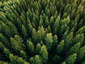 Schilderij natuur en bos  - bos finland  - Foto op canvas - canvasposter met ophangsysteem. - 90 x 60 cm