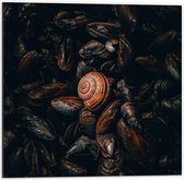 Dibond - Stapel Zeedieren - 50x50cm Foto op Aluminium (Wanddecoratie van metaal)