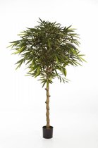 Ficus Columnar hydrocultuur in Runner rond antraciet | Treurvijg