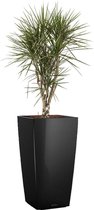 Dracaena Marginata vertakt in watergevende Cubico zwart | Drakenbloedboom