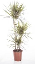 Dracaena Marginata Bicolor | Drakenbloedboom