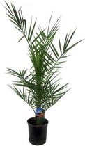 Phoenix Canariensis | Canarische Dadelpalm