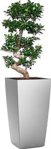 Ficus Bonsai in watergevende Cubico zilver | Bonsai