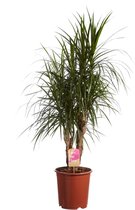 Hellogreen Kamerplant - Dracaena Drakenbloedboom Marginata - ↕ 130 cm