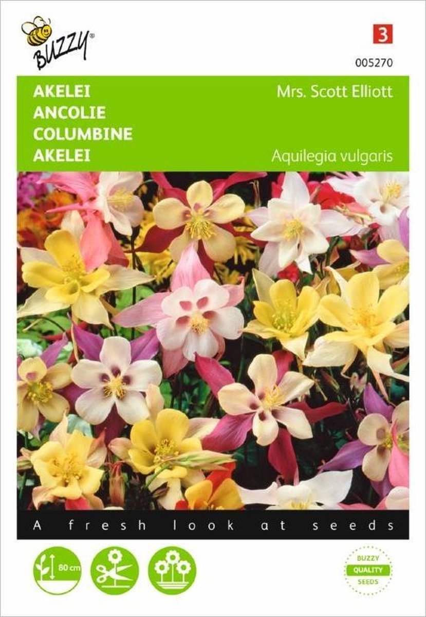 Buzzy - Akelie Mrs. Scott Elliott Mix (Aquilegia vulgaris)