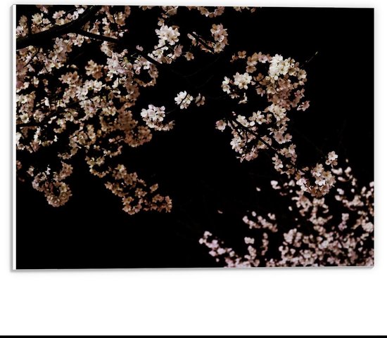 Forex - Bloesem Zwarte Achtergrond - 40x30cm Foto op Forex