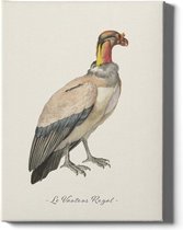 Walljar - Le Vautour Royal - Dieren poster