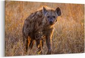 Schilderij - Gevlekte hyena — 90x60 cm