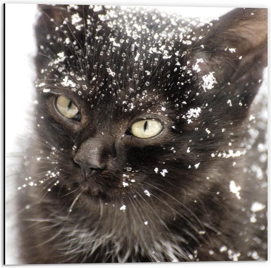 Dibond - Zwart Katje met Sneeuw op zijn Hoofd  - 50x50cm Foto op Aluminium (Wanddecoratie van metaal)