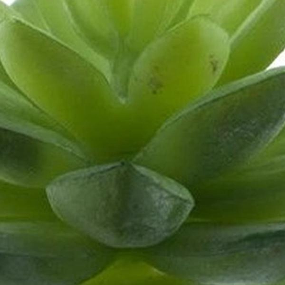 Erutan avon - Echeveria pick lt green 13 cm