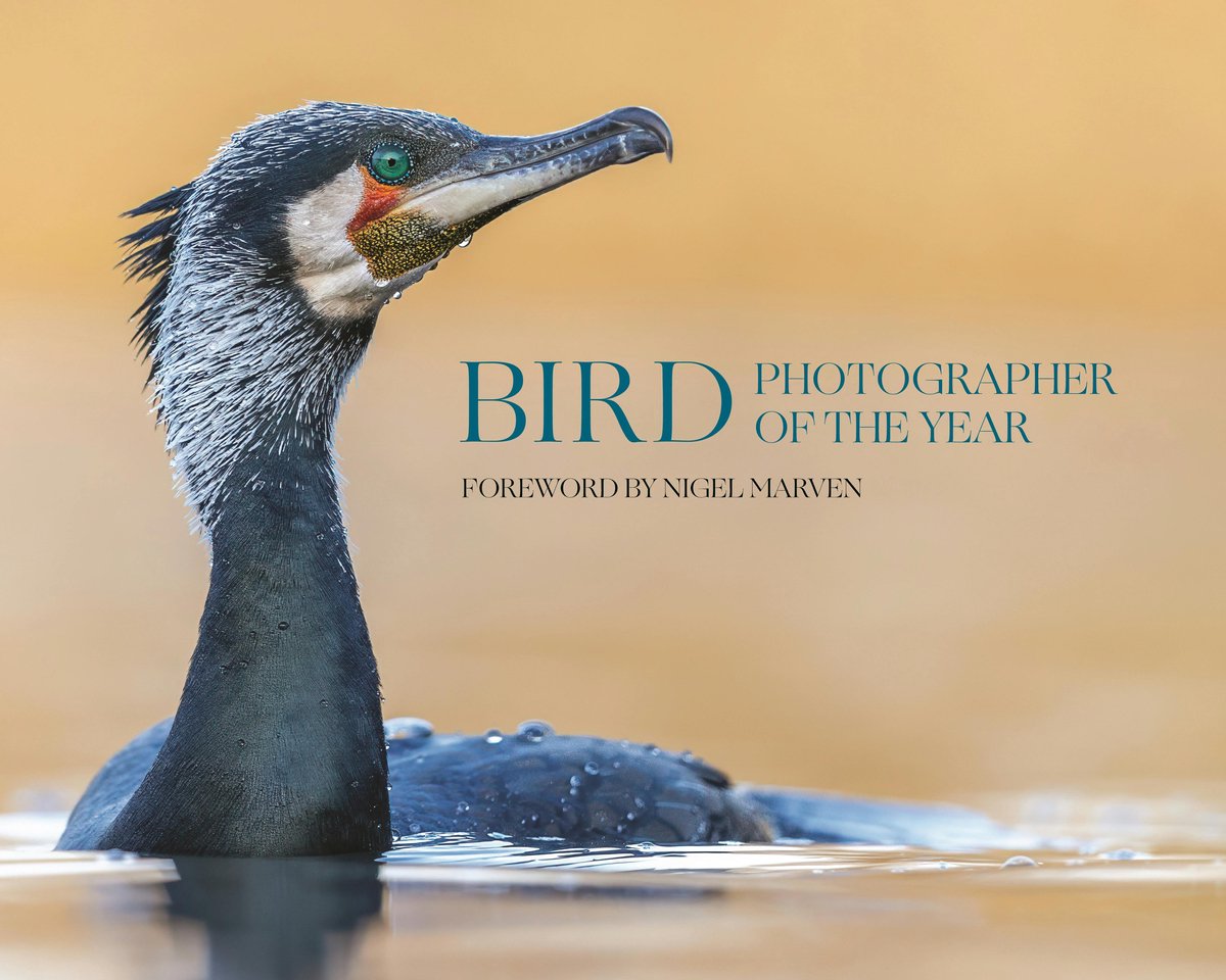 Bird Photographer Of The Year