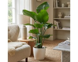 Green boutiQ - Kamerplant - Paradijsvogelplant - Strelitzia Nicolai - Groen - Weinig onderhoud - 1 Plant - met Potter Wit - Pot 21cm - Hoogte 80 - 90cm