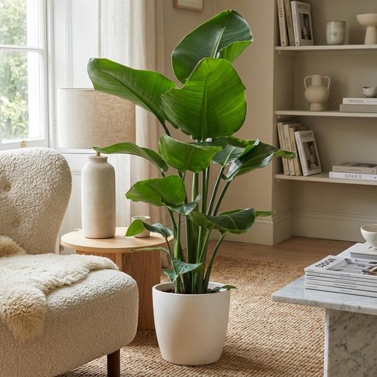 Green boutiQ - Kamerplant - Paradijsvogelplant - Strelitzia Nicolai - Groen - Weinig onderhoud - 1 Plant - met Potter Wit - Pot 21cm - Hoogte 80 - 90cm