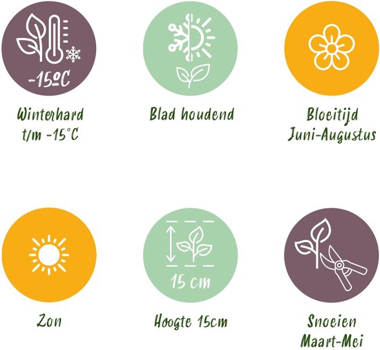 Iconen: winterhard t/m -15°C, bladhoudend, bloeitijd juni-augustus, zon, hoogte 15cm, snoeien maart-mei.