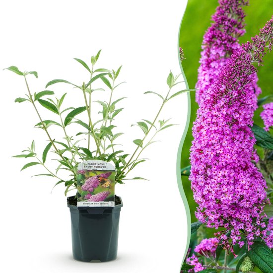 Buddleia de David - Buddleia davidii Pink Delight - Bloem rose - 1 plante - Caduque - Attire les papillons - Pot 17cm Hauteur 25cm