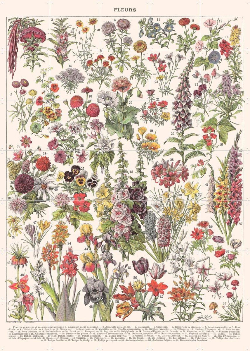 IXXI Fleurs Larousse print, Aster Edition - 100 x 140 cm - Gratis ophangtool - Grote wanddecoratie en posters - Kleurrijk, Naturalisme, Vintage