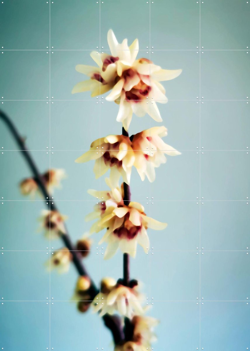 IXXI Simple, Angelo Cerantola - 100 x 140 cm - Gratis ophangtool - Grote wanddecoratie en posters - Fotografie, Woonkamer, Slaapkamer, Bloemen, Zomer