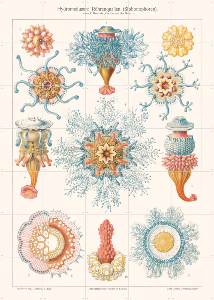 IXXI Hydromedusen, Aster Edition - 100 x 140 cm - Gratis ophangtool - Grote wanddecoratie en posters - Kleurrijk, Illustraties, Vintage, Houtsnede
