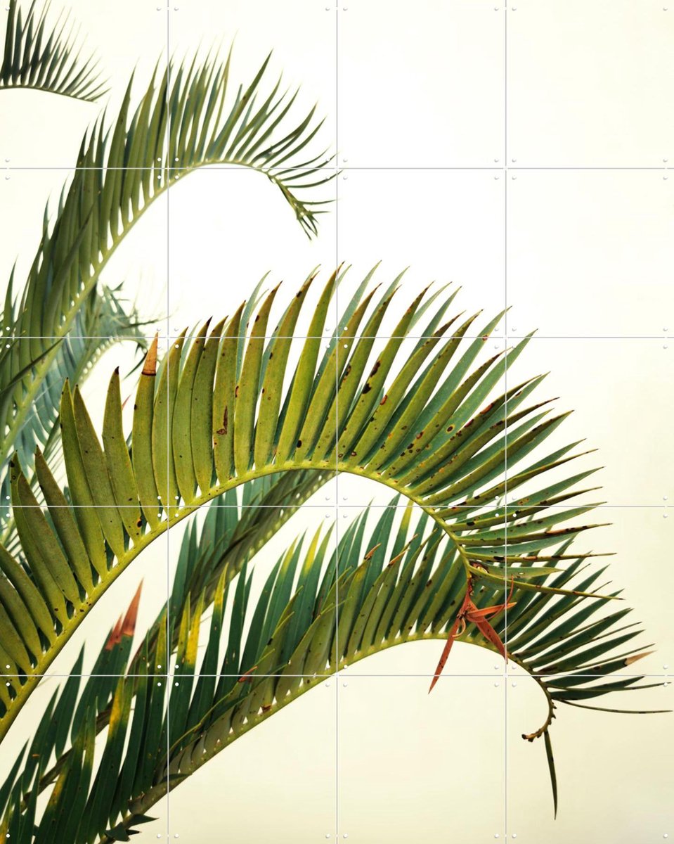 IXXI Naples Green, Angelo Cerantola - 80 x 100 cm - Gratis ophangtool - Grote wanddecoratie en posters - Fotografie, Natuur, Planten