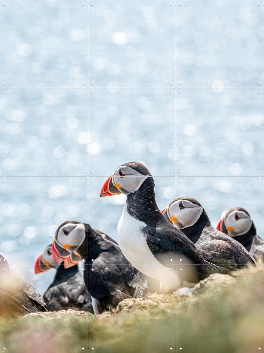 IXXI Puffins, Henrike Schenk - 60 x 80 cm - Gratis ophangtool - Grote wanddecoratie en posters - Naturalisme, Fotografie, Kleurrijk, Woonkamer