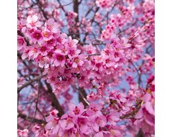 Prunus 'Okame', Sierkers, Hoogte 80cm, 4 liter pot