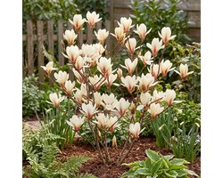 Bloomique - Magnolia Sunrise - Beverboom - Tuinplanten - Winterhard - Hoogte 40-60 cm - Pot 19 cm