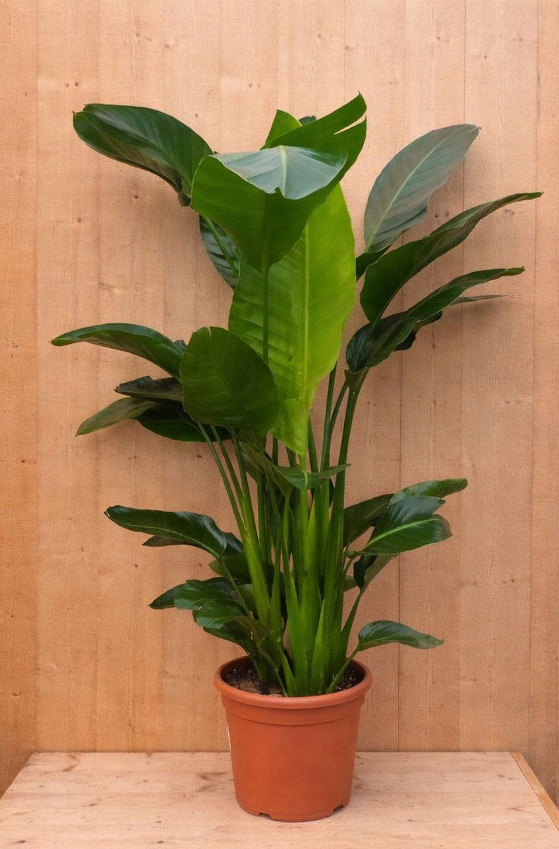 Warentuin Natuurlijk - Paradijsvogelbloem Strelitzia Nicolai potmaat 26 cm H160-180 cm (kan in de zomer buiten)