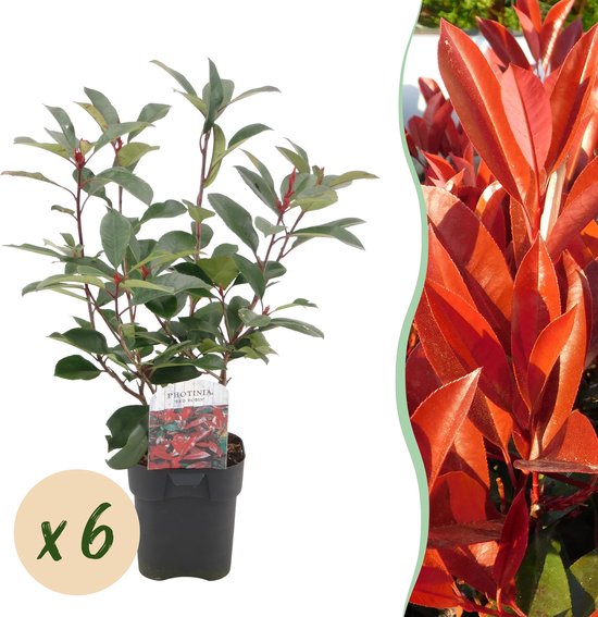 Haagplanten - Photinia fraseri Red Robin - groen rood - 6 planten - 1 strekkende meter...