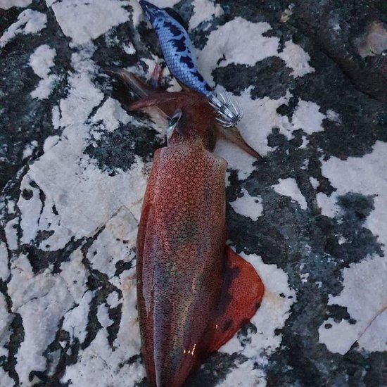 Aas voor Hoofdtelefoon - Nachtelijke Visgerei - Octopus Vissen - UV Reactieve Kleuren - 3.0 EGI - Roze — afbeelding 3