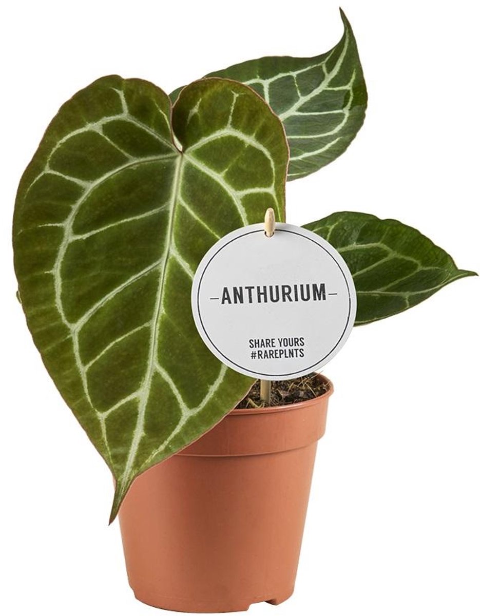 Anthurium Crystallinum kopen