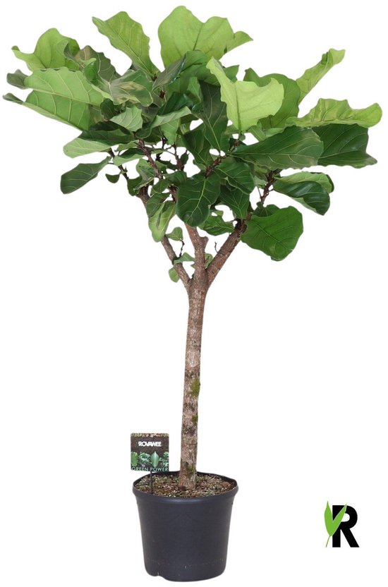 Ficus Lyrata op stam 170 cm - Kamerplant - Potmaat Ø40 cm