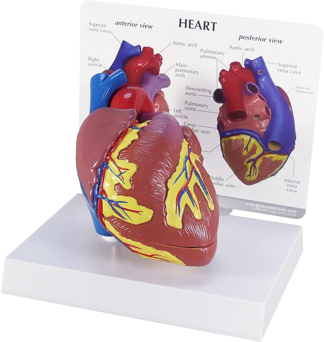 Anatomisch Hartmodel in Originele Grootte voor Studie