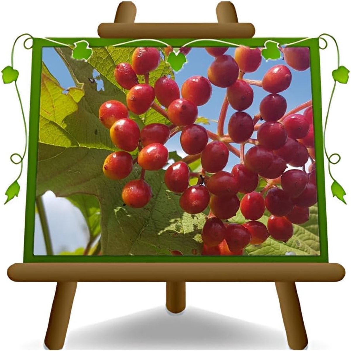 Fruitplant Kornoelje - Vruchtenstruik Boom - Tuinieren Fruit - 2 Jaar Oud - Max 100cm
