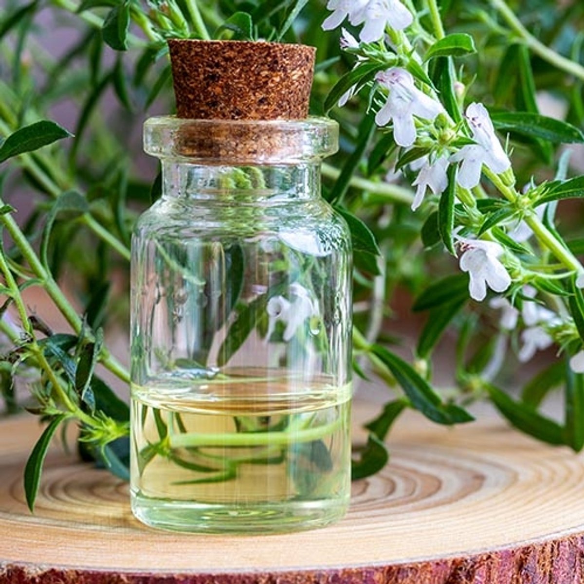 Kruiden zaden - Bergbonenkruid