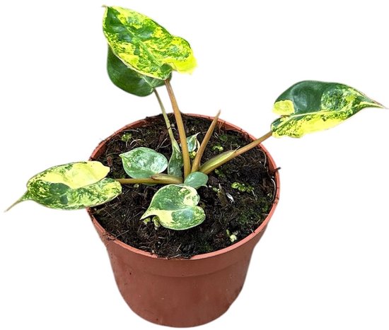 Philodendron Billietiae Variegata Kamerplant Potmaat Ø10,5 cm |Vers Van De Kweker