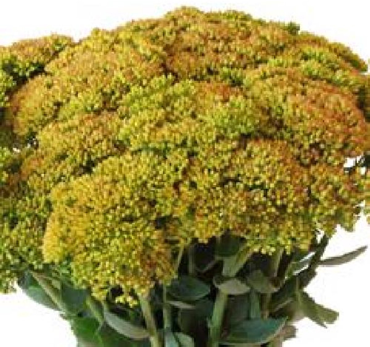 25x Sedum geel 50cm