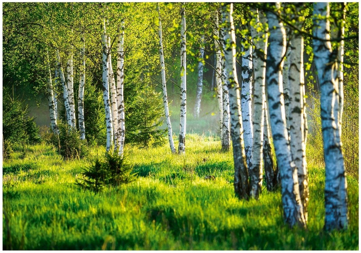 WALLARENA - Fotobehang - 350x250 cm - Fototapete met berkenbomen, natuur, weide, geschikt voor woonkamer en slaapkamer