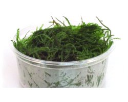 Moerings Vesicularia dubyana (javamos) in 80 cc cup