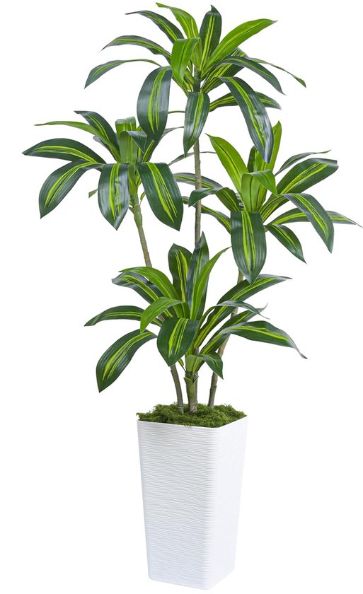 geurig dracaena boom dracaena fragrans transparant achtergrond PNG het dossier 15723985 PNG