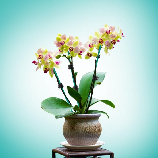 3-pack Plantensteunstokken, Tuinstokken Steunringen en Kooi, Ronde Plantensteunen voor Buitenplanten Monstera Pioenroos Tomaat Hortensia-steun