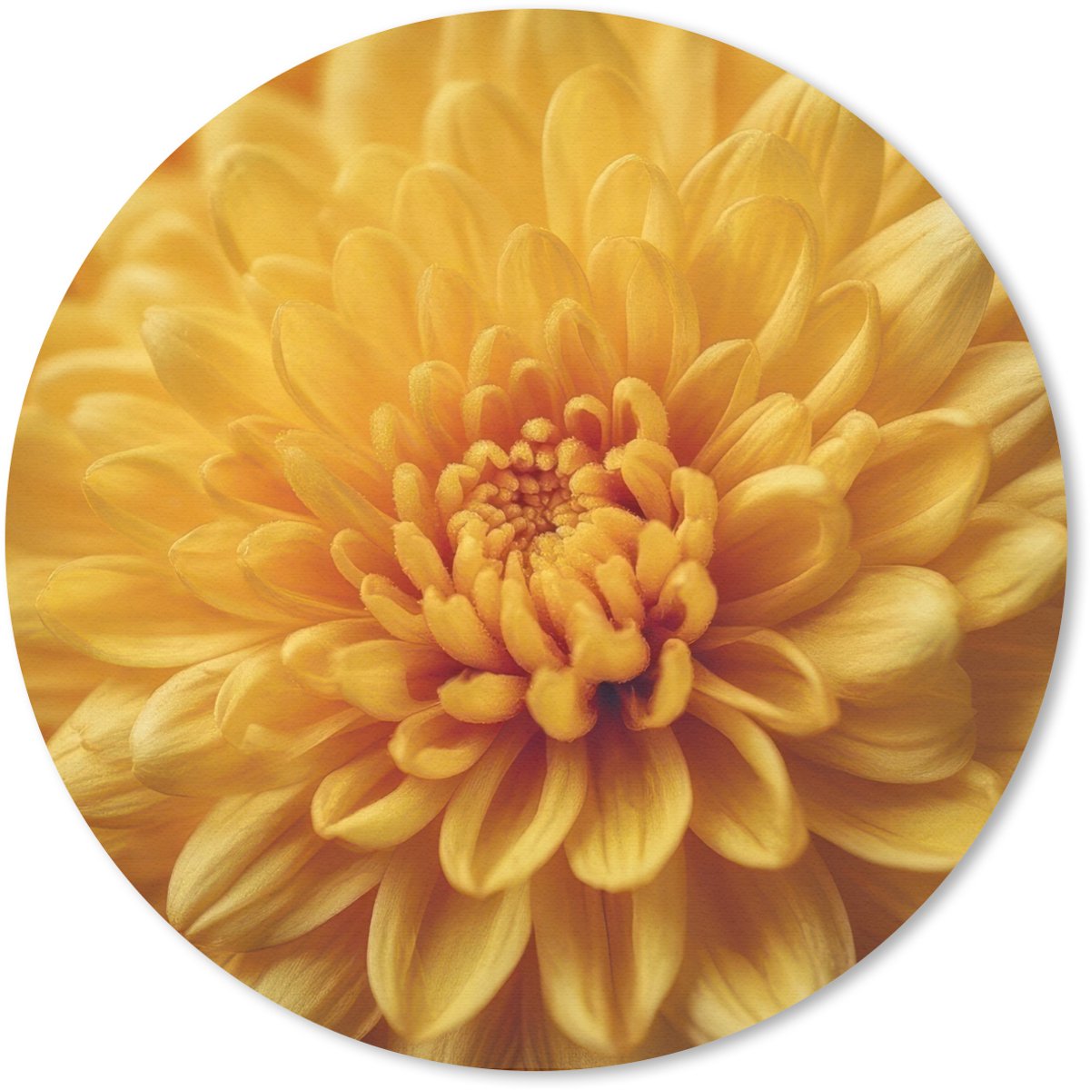 Muismat rond 20x20 cm - Mousepad Geel - Chrysant - Zachtheid - Ronde muismatten