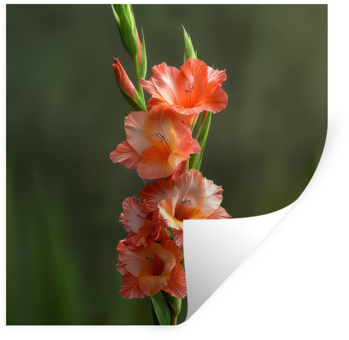 Muurstickers - Sticker Folie - Bloem - Gladiolen - Zalmroze - 50x50 cm - Plakfolie - Muurs